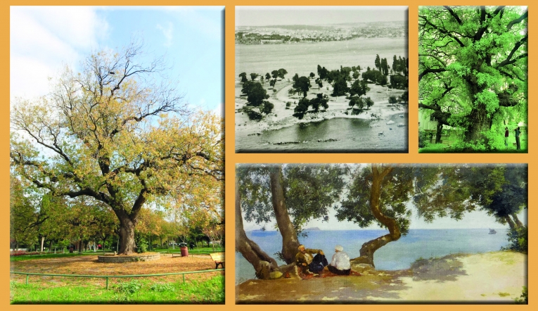 Kadıköylü sakız ağaçları