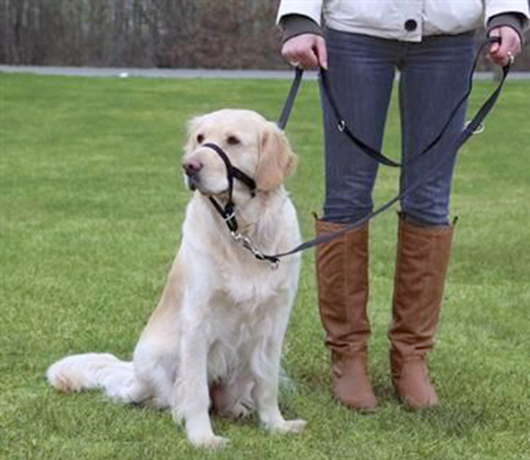 Kadıköylü, köpek parkı istiyor