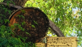 “Rize'nin karakovanı Kadıköylü arılara ev oldu”