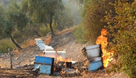 Kadıköy Belediyesi ekipleri bugün de arıları yanmaktan kurtardı