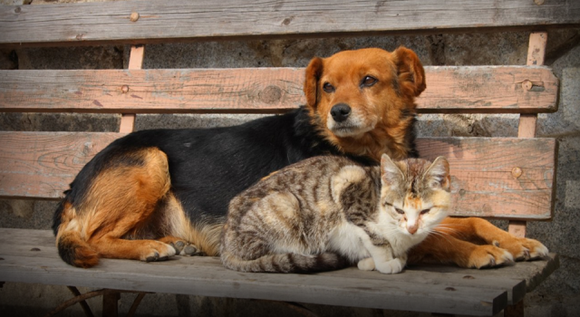 Can dostlarımızın evi yok| Haberler