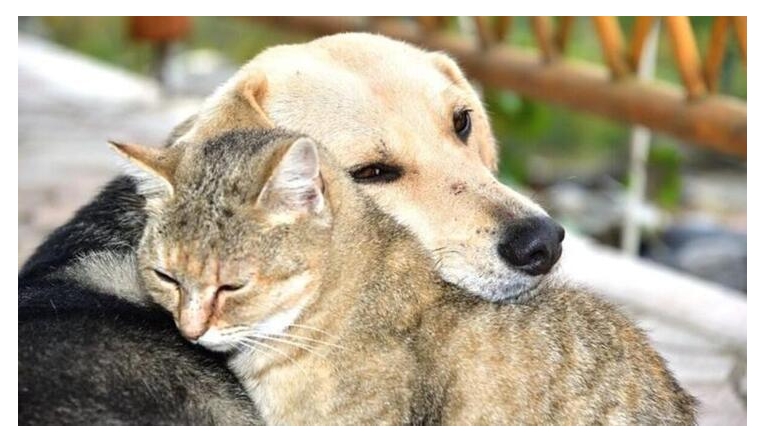 Meslek odalarından 'hayvanlar' için öneriler| Haberler